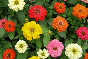 Zinnienblüten