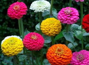 Zinnia bitkisinin tanımı