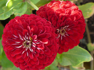 Hoa zinnias nở trong vườn