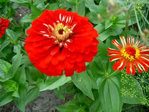 Pianta di zinnia