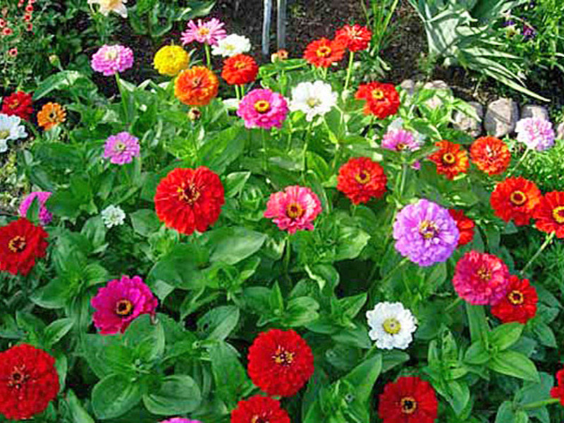 Zinnienblüten