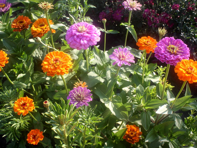 Vackra zinnias