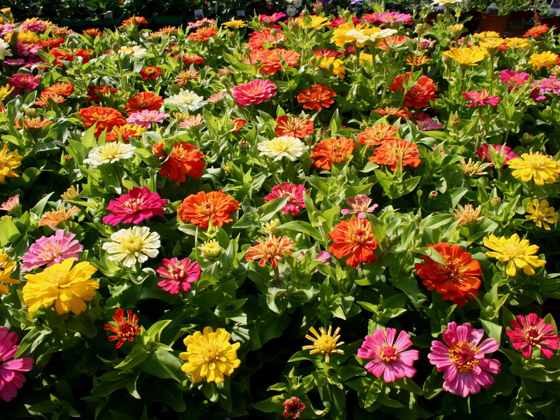 Flor de jardim zinnia