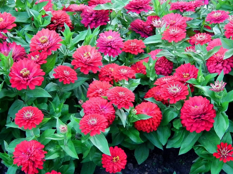 Garden zinnia açıklaması