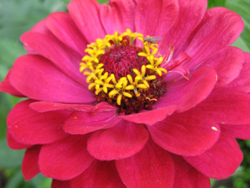 Zinnia blomma vård