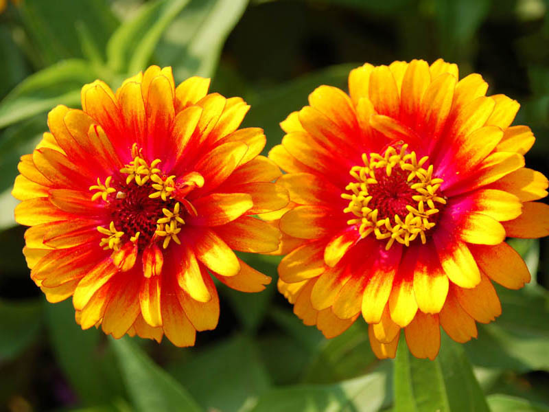 Zinnia blommor