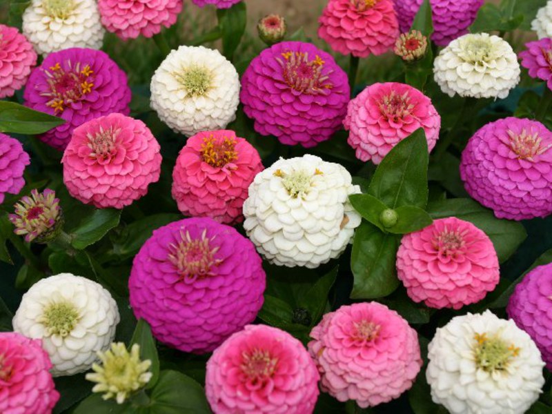 Zinnienblüte