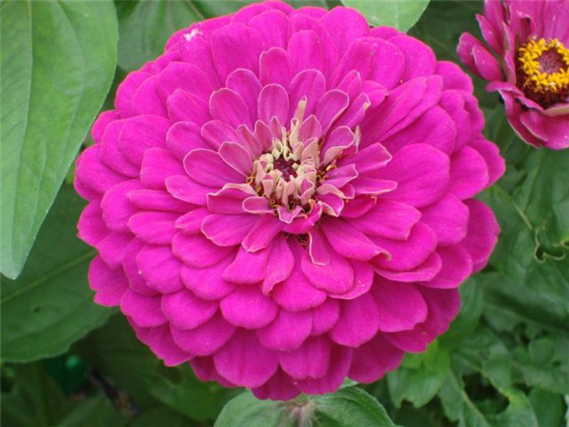 Zinnia cantik