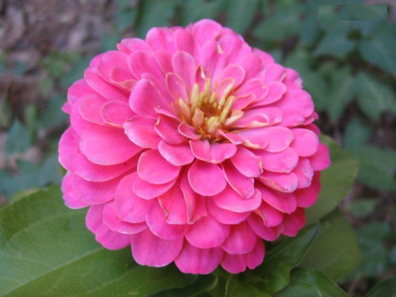 Piantare zinnia in giardino