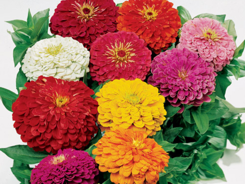 Hoa zinnia trông như thế nào