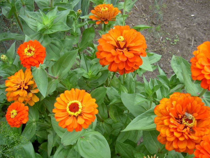 Zinnia Blumenmelodie