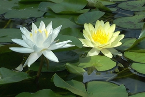 Como um lírio d'água branco floresce