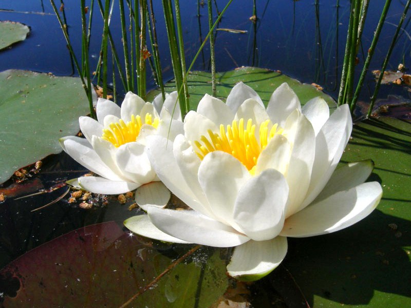 Beschrijving van de plant witte waterlelie