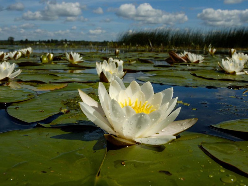 Nenúfar em flor