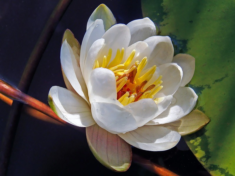 Plantes pour le réservoir