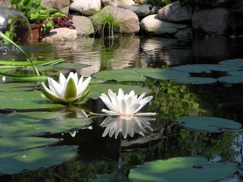 Welche Bedingungen sind für die Blüte einer weißen Seerose erforderlich?