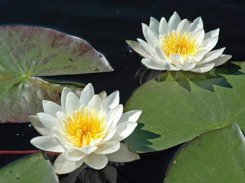 Beschrijving van bloeiende waterlelie