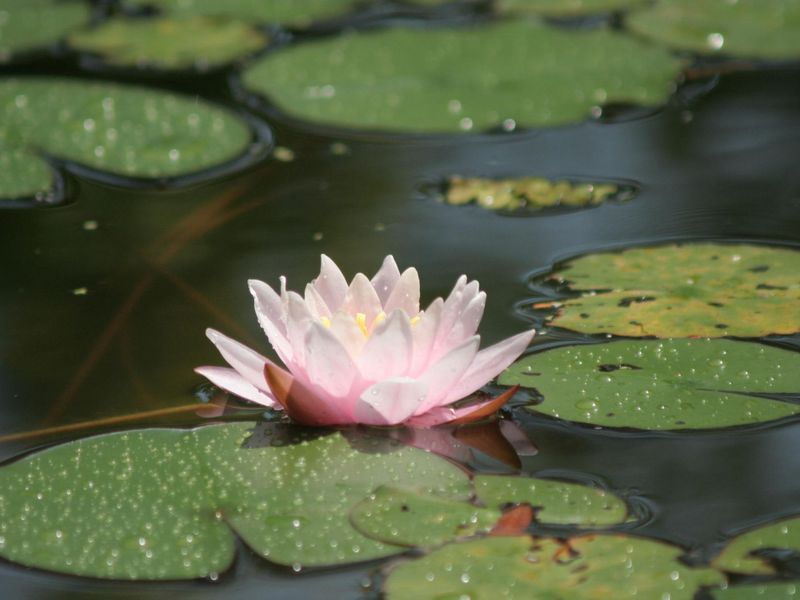 Wie eine Seerose auf dem Wasser wächst