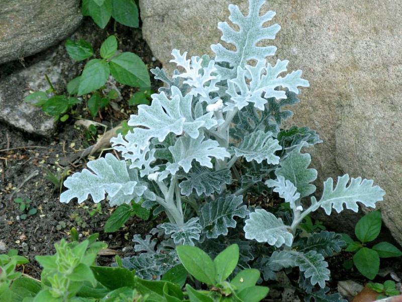 Cineraria plante udseende