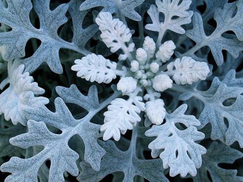 Caractéristiques de la fleur cinérarium