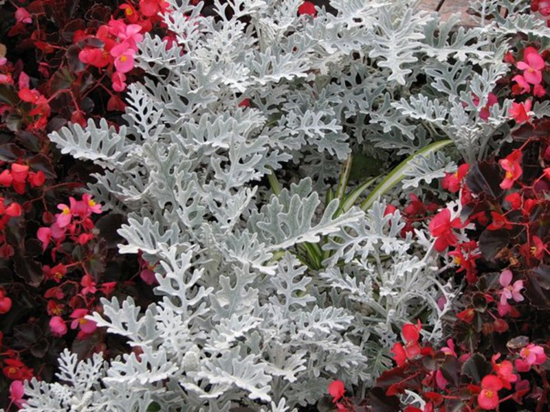 Cineraria bitki bakımı