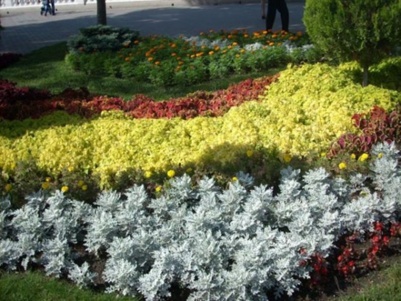 Ano ang hitsura ng cineraria silvery?