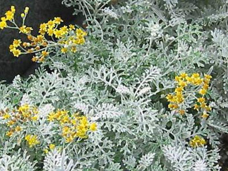 Como a flor do cinerário é usada