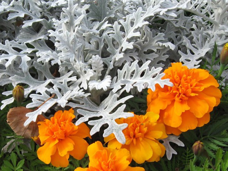 Beskrivelse av cineraria-planten