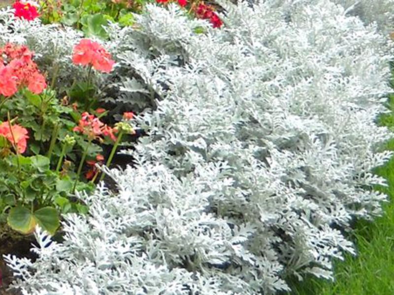 Cineraria silvery