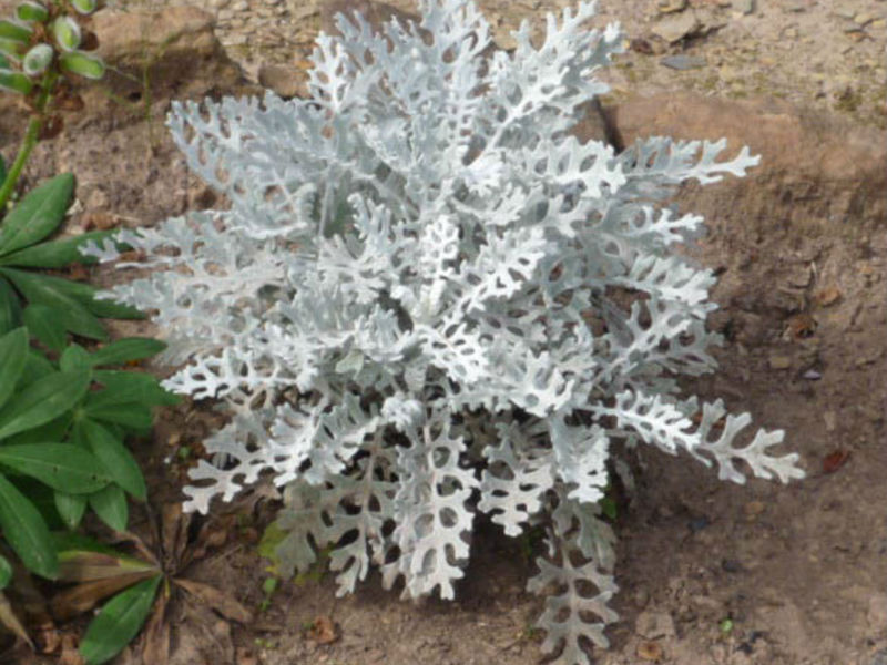 Mga bulaklak ng Cineraria