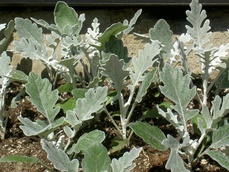 Bloeitijd van de Cineraria-plant