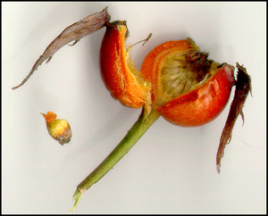 How to select rose seeds