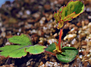 Growing a grove at home