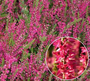 Allegro heather flowers - photo.