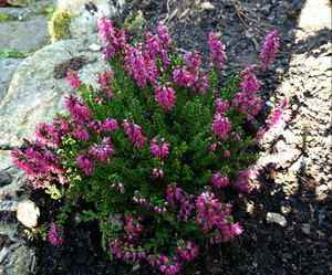 Heather Allegro verdraagt ​​zelfs zeer ijzige winters.