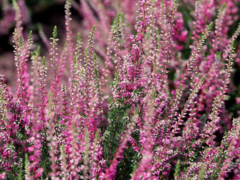 Heather in bloom can change the look of an entire valley.