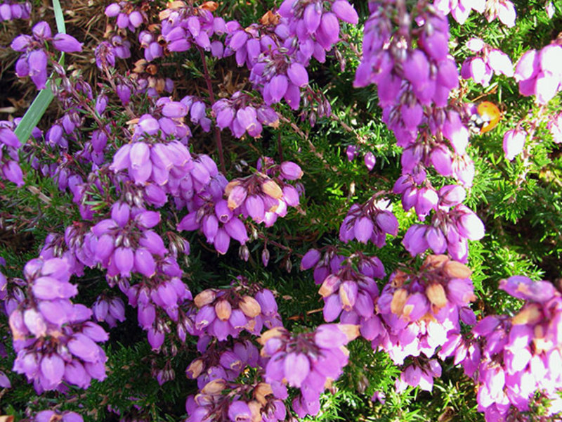 Calluna vulgaris is de Latijnse naam voor heide.