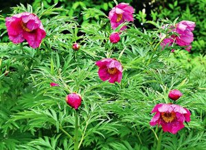 Pivoine évitant - un buisson de cette espèce de pivoine sur la photo