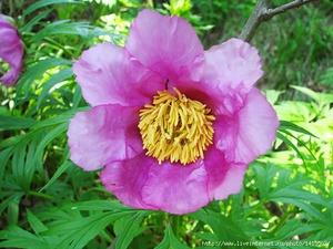 Fiore di peonia del primo piano.