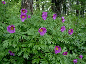 Peonia che evade nel giardino della dacia.