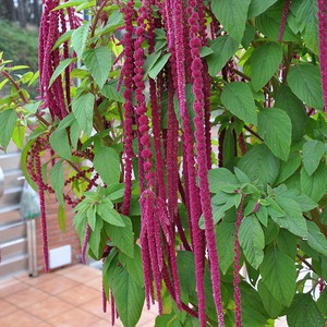 Quelle est la différence entre la fleur d'amarante?