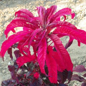 Amaranth Early Splendor - cvijet u krupnom planu.