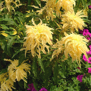 Amaranth Aurora is een driekleurige plant.