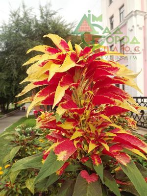 Amaranth Illumination heeft een zeer bonte bloem.