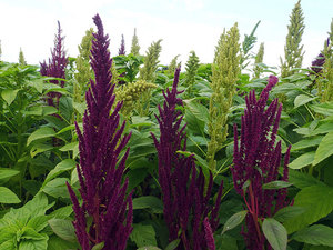 O amaranto paniculata tem esse nome devido ao formato das flores.