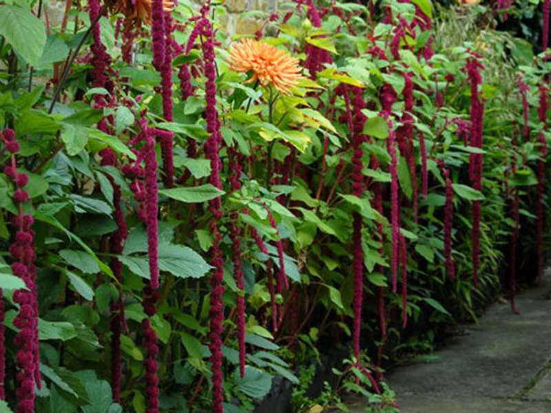 Groeiende amarant in de tuin - handige tips