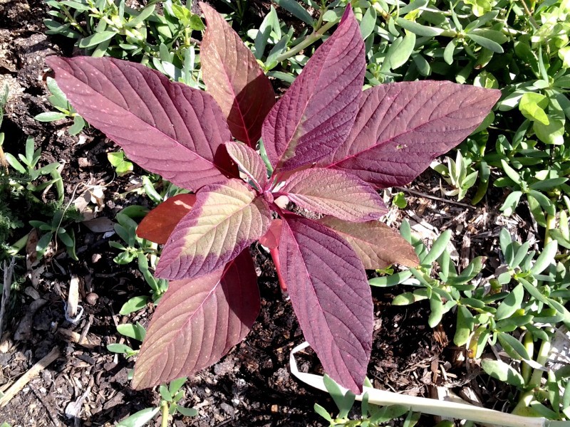 Les feuilles d'amarante rouge sont montrées sur la photo