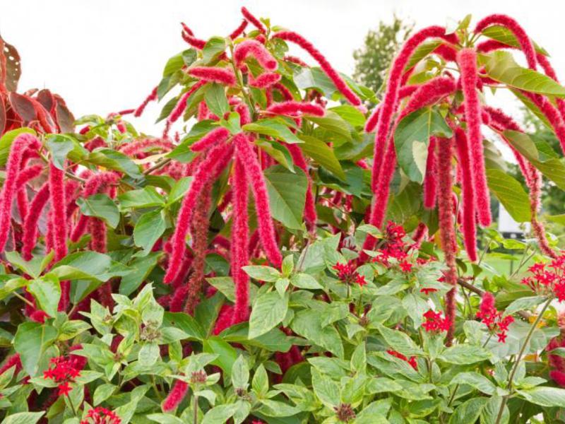 Amaranth på webbplatsen är en ljus blomma.