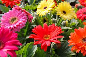 Το Garden Gerbera είναι ένα όμορφο πολυετές λουλούδι που μεγαλώνει στον κήπο.