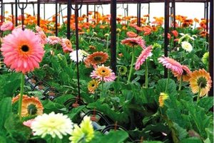 Gerbera's in een kas - een foto van bloeiende planten.